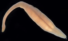 Cerebratulus
