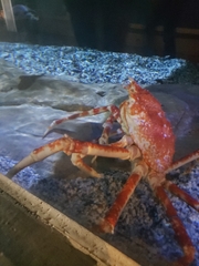 Macrocheira kaempferi