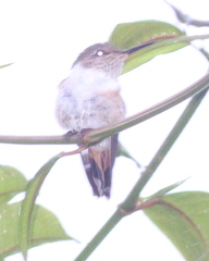 Selasphorus scintilla