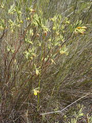 Hermannia velutina