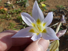 Moraea speciosa