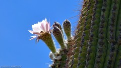 Trichocereus terscheckii