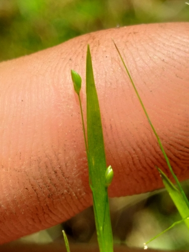 Image of Dichanthelium lucidum by (c) Scott Ward, some rights reserved (CC BY)