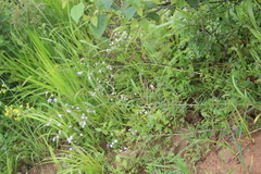Gypsophila pacifica