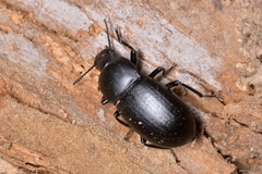 Coelometopus clypeatus