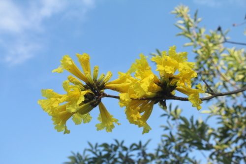Handroanthus obscurus (Bureau & K.Schum.) Mattos