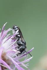 Megachile apicalis