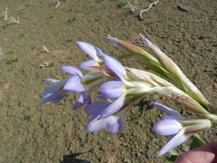 Moraea speciosa