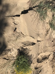 Aphyllon multiflorum