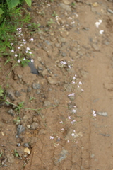 Gypsophila pacifica