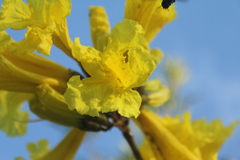 Handroanthus obscurus