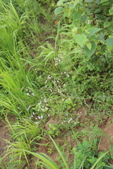 Gypsophila pacifica