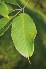 Handroanthus obscurus