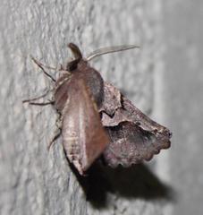 Drepanogynis sinuata