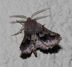 Drepanogynis sinuata