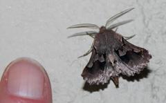 Drepanogynis sinuata