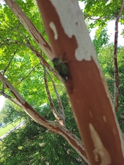 Neotibicen pruinosus