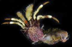 Pagurus caurinus