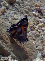 Capys alphaeus alphaeus