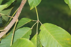 Handroanthus obscurus