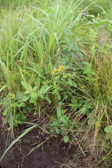 Hypericum attenuatum
