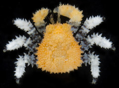 Phyllolithodes papillosus image