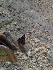 Capys alphaeus alphaeus