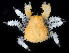 Phyllolithodes papillosus