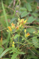 Hypericum attenuatum