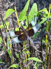 Libellula luctuosa