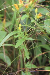 Hypericum attenuatum