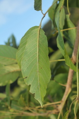 Handroanthus obscurus