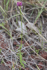 Polygala longicaulis