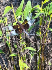 Libellula luctuosa