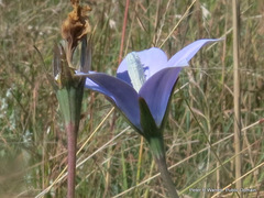 Wahlenbergia krebsii krebsii