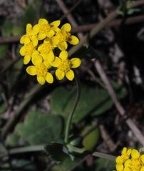 Gymnodiscus capillaris