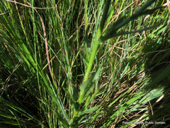 Wahlenbergia krebsii krebsii