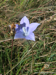 Wahlenbergia krebsii krebsii