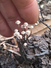 Poronia pileiformis