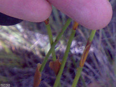 Elegia racemosa