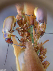 Elegia racemosa