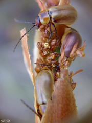 Elegia racemosa