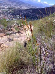 Elegia racemosa