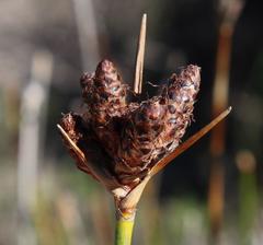 Hellmuthia membranacea