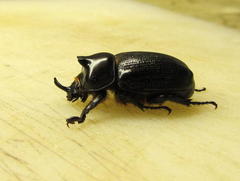 Cyphonistes vallatus