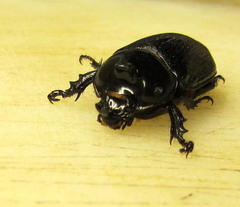 Cyphonistes vallatus