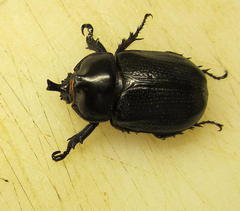 Cyphonistes vallatus
