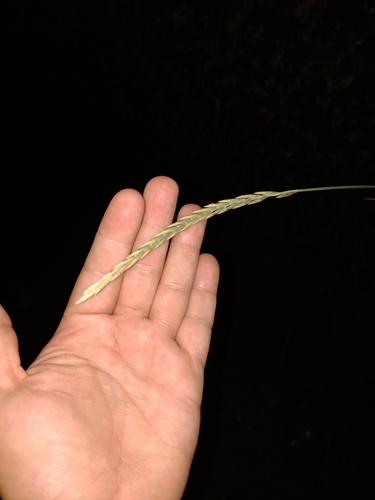 pýr plazivý (Elymus repens)