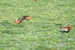 Limosa limosa islandica
