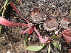 Protea vogtsiae